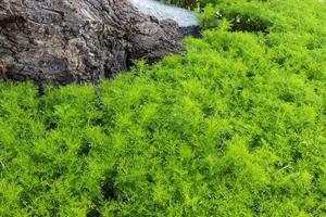 Above background dill. photo