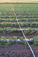 Watermelon crops with pipe. photo