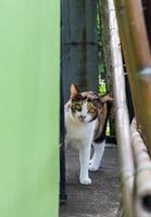 Cat standing hidden near a wooden fence. photo