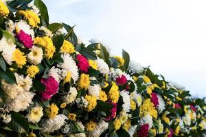 hermoso crisantemo amarillo y blanco. foto