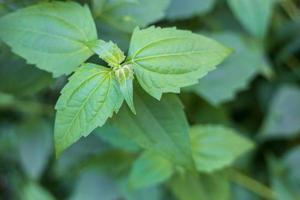 primer plano de un grupo de hojas verdes, un tipo de familia de gramíneas. foto