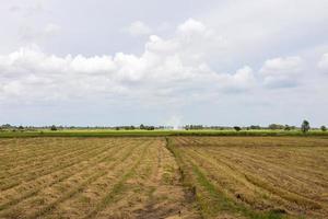 vista de campos de arroz llenos de paja después de la cosecha. foto