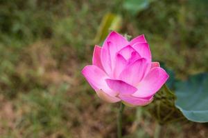 una vista de cerca de grandes flores de loto rosa que florecen maravillosamente con hojas verdes borrosas. foto