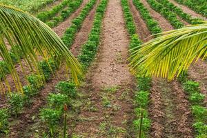 Planting chili coconut leaves. photo