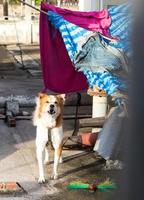 perro ladrando en el gueto. foto