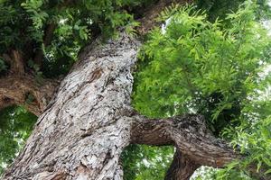 torsión de corteza de árbol de tamarindo. foto