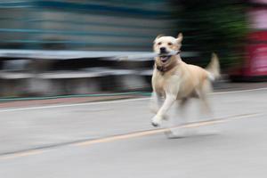 Labrador runs a blur. photo