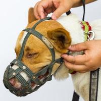 Hand to mouth muzzle dog. photo