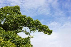 Ficus shrubs sky. photo