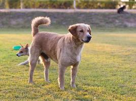 Brown dog standing peek. photo