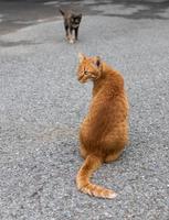 gato amarillo con negro en el camino pavimentado. foto