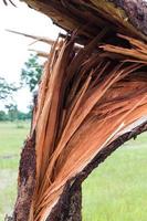 Close-up broken tree felling. photo