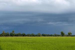 vista nublada sobre los verdes campos de arroz. foto