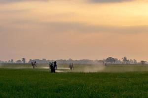 trabajadores rociando productos químicos en campos de arroz verde.