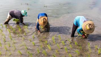 agricultores plantando plántulas de arroz.