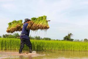 Carrying rice seedlings. photo