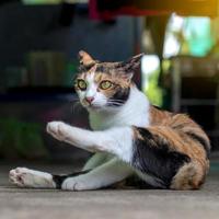 gato amarillo y blanco lamiéndose. foto