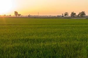 vista de campo de hojas de arroz verde con luz naranja por la noche. foto