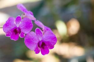 Purple orchid bloom.