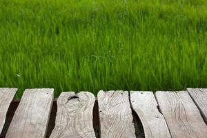 Old Plank green rice fields. photo