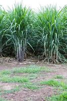 Background sugar cane farming. photo