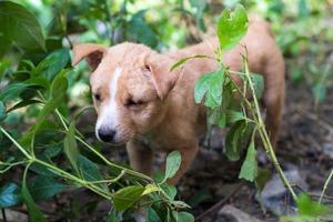 Thai puppies stand secretly weed photo