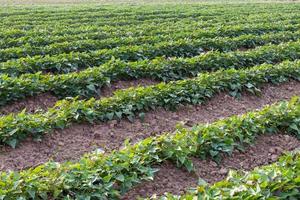 Green leafy background of sweet potato garden. photo