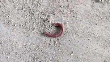 Video millipedes curled up and walked on the concrete floor