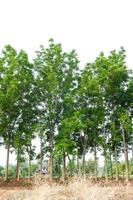 Views of the Neem tree row. photo