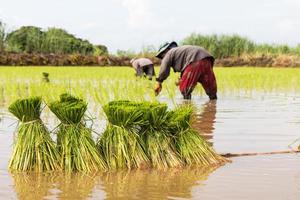 trasplante de plántulas de arroz. foto