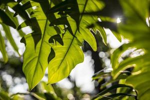Epipremnum pinnatum monstera fresh green backlit background. photo