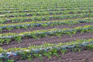 Watermelon planting crops in rows. photo