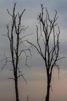 Silhouette bare trees. photo