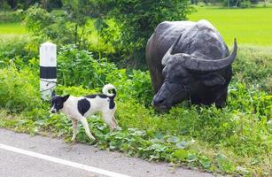 Dog walking buffalo graze. photo