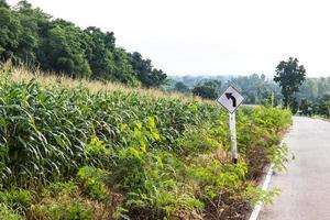 campos de maíz con señales de tráfico. foto