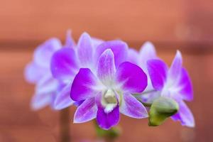 orquídea morada y blanca. foto