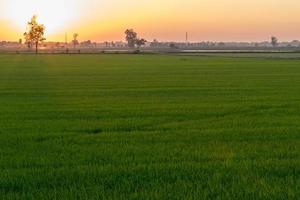 campo de arroz verde con luz naranja desde el atardecer. foto