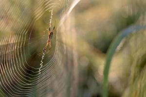 luz trasera de araña con fondo verde borroso. foto