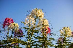 A close-up low view of white spider flowers blooming beautifully against the sunlight and blue sky. photo