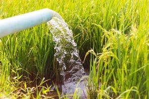 plántulas de arroz alimentadas por arroyos. foto