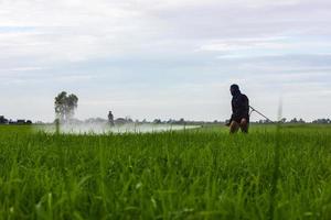 agricultores rociando campos de arroz. foto