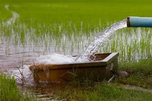 el agua fluye hacia un campo de arroz. foto