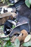 Cachorro de leche dormido. foto