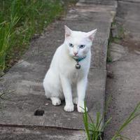 el gato blanco se sienta mirando. foto