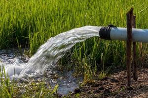 el agua de la tubería rápidamente en los campos de arroz. foto