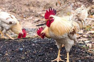 Many white and yellow chickens on the ground. photo