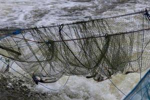 Freshwater fish in the net above the flowing water. photo