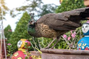 pavo real de primer plano en el jardín. foto