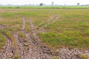 Wheel tracks barren paddy. photo