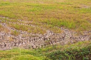 Wheel tracks barren paddy. photo